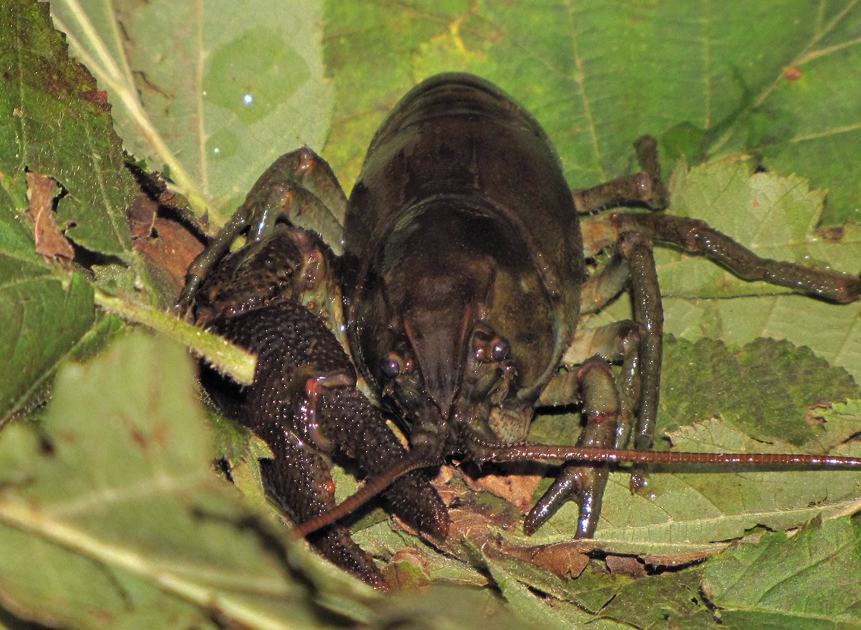 La Magnifica Preda! Austropotamobius pallipes